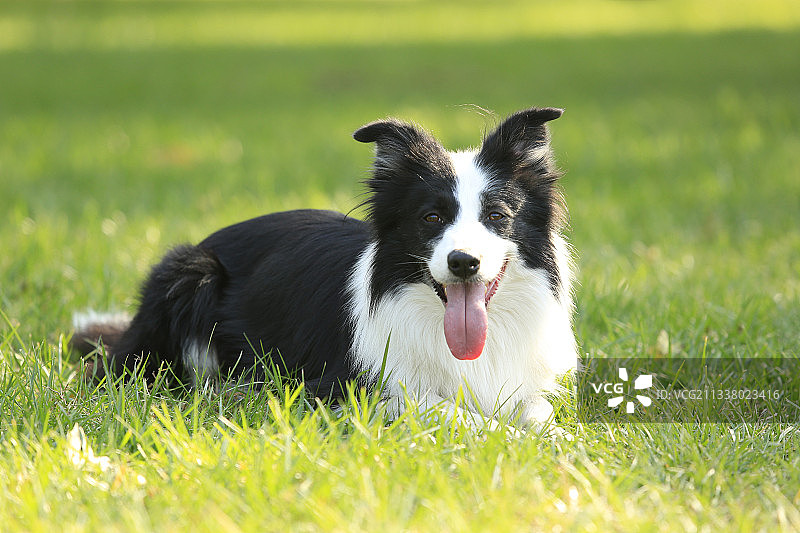 开心小狗图片素材