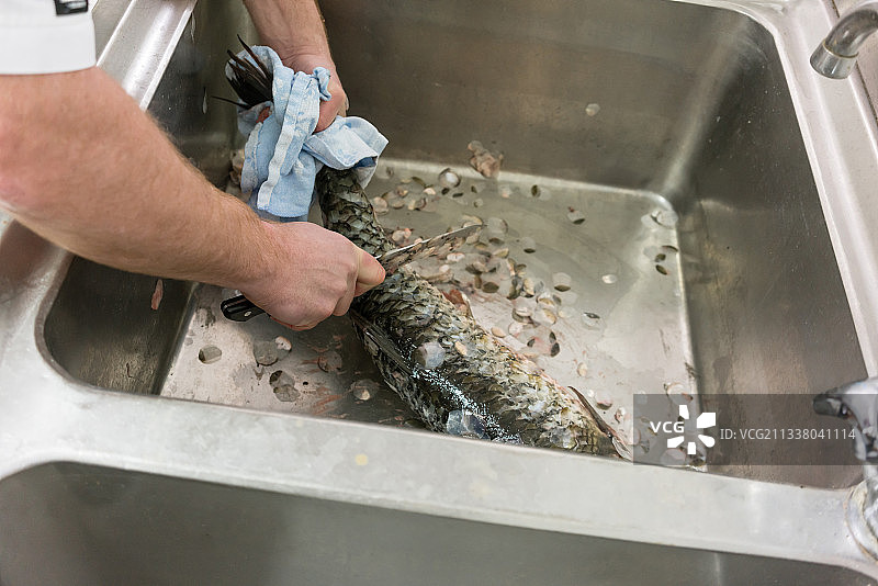 餐厅厨师在餐厅厨房剥鲤鱼鳞图片素材