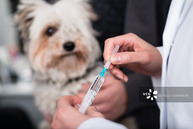 一位女兽医在一只小狗面前拿着注射剂图片素材