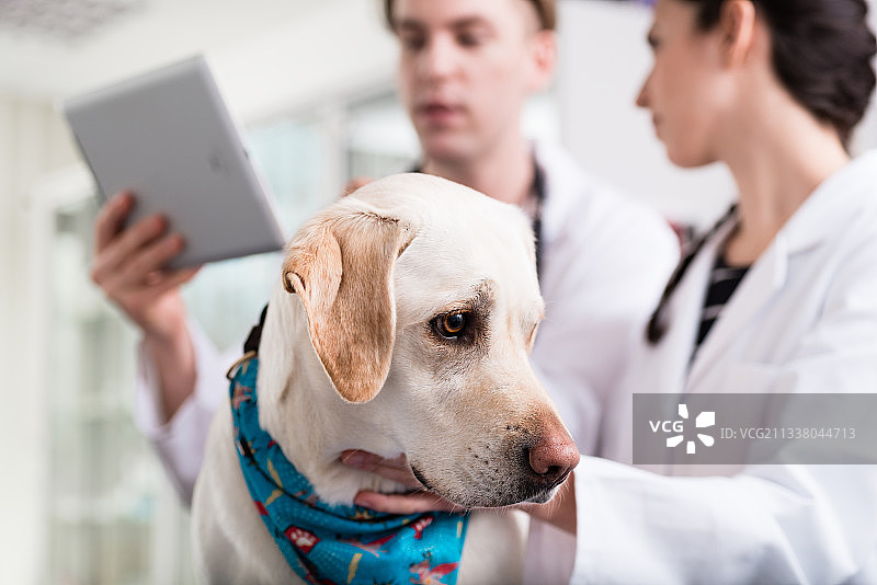 近距离拍摄在诊所接受检查的病犬图片素材