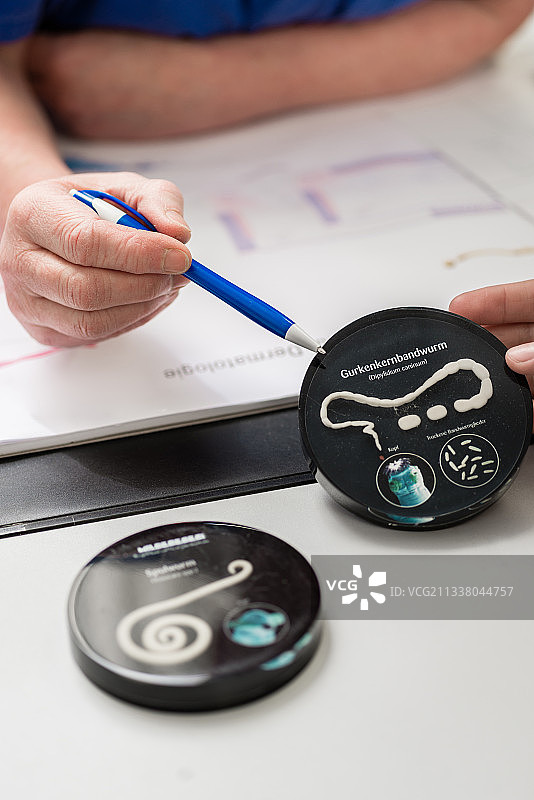 特写的女兽医给宠物主人关于绦虫病动物的指导图片素材