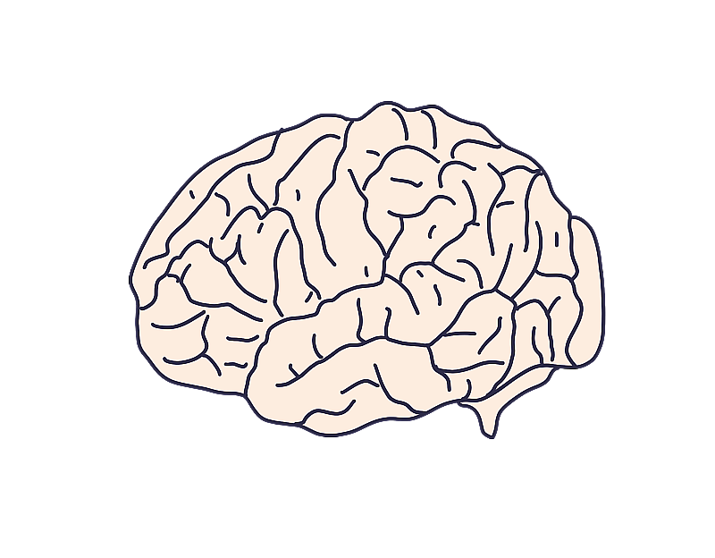 元素：大脑图片素材