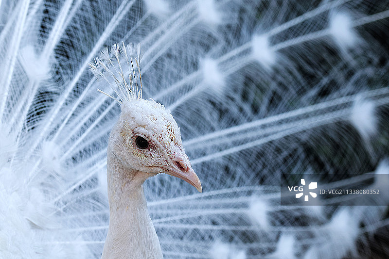 白色孔雀特写图片素材