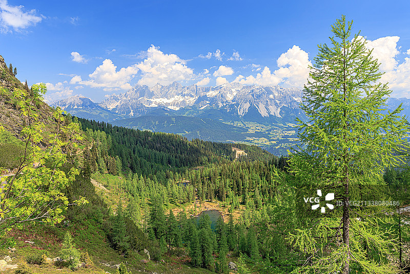 奥地利拉姆绍达赫斯坦的松树林景色图片素材