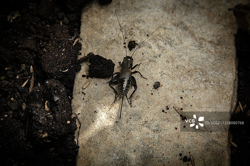 高角度拍摄岩石上的蜘蛛图片素材