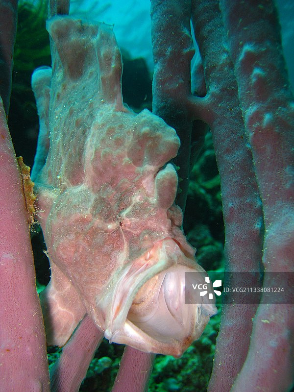 马来西亚诗巴丹岛的蝎子鱼特写图片素材