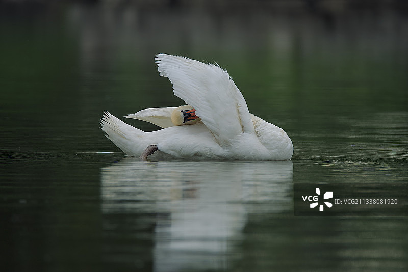 天鹅在湖中游泳的特写，美国伊利诺伊州尚堡图片素材