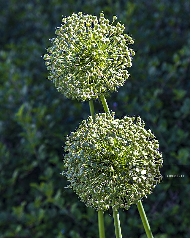 美国开花植物特写图片素材
