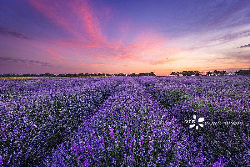 日落时分天空下的壮丽薰衣草田景观图片素材