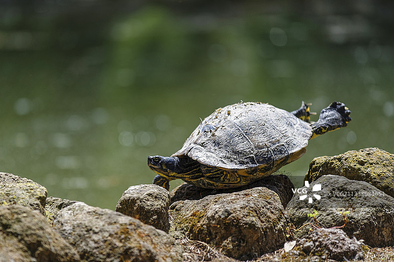 岩石上的红耳滑龟特写图片素材