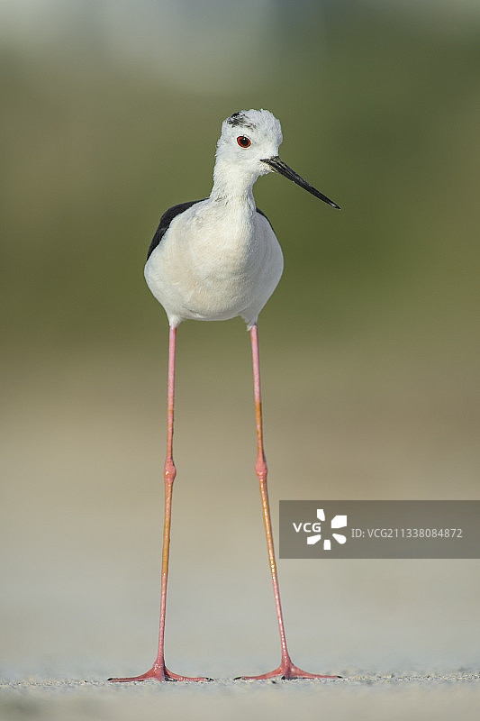 栖息在岸边的黑翅长脚鹬特写图片素材