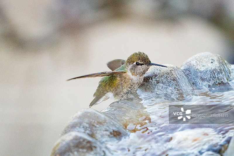 特写：安娜蜂鸟栖息在岩石上，美国加利福尼亚州拉洪达图片素材