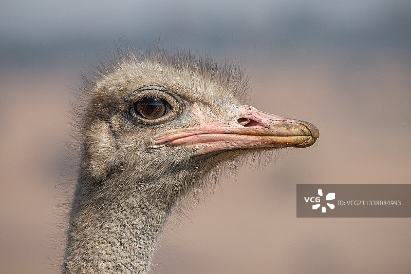 南非鸵鸟特写图片素材