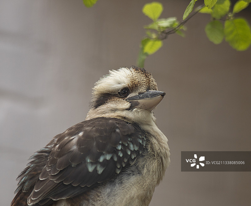德国阿尔斯多夫动物园笑翠鸟栖息在树枝上特写图片素材
