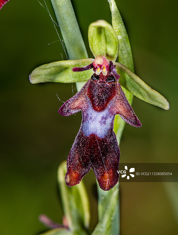 丹麦灵斯泰兹花朵上的昆虫特写图片素材