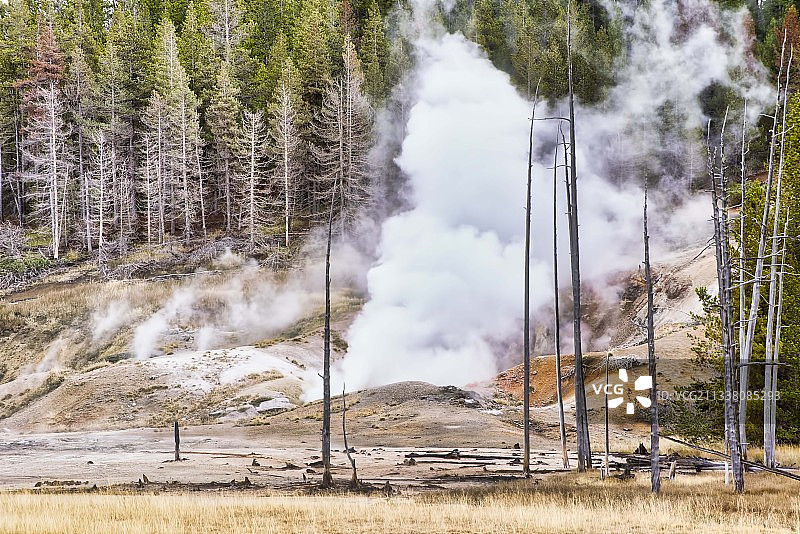 黄石国家公园的田野树木全景，美国怀俄明州图片素材