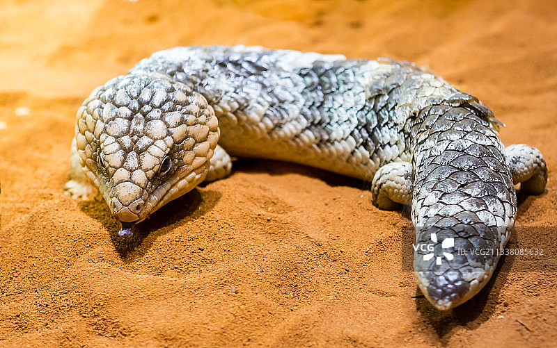 澳大利亚新南威尔士州温特沃斯瀑布岩石上的石龙子特写图片素材