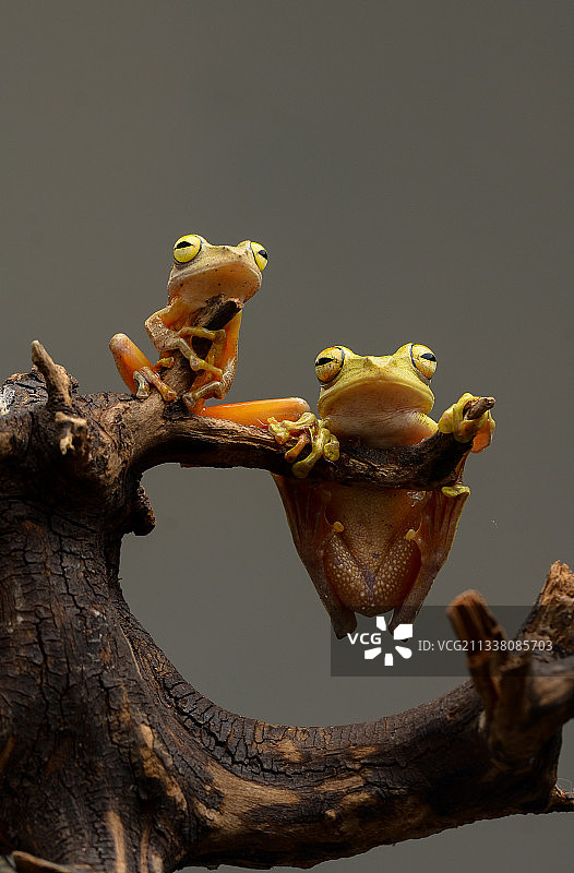 树枝上青蛙的特写图片素材