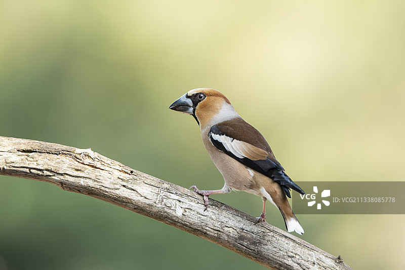 近距离观察栖息在树枝上的鸣鸟图片素材