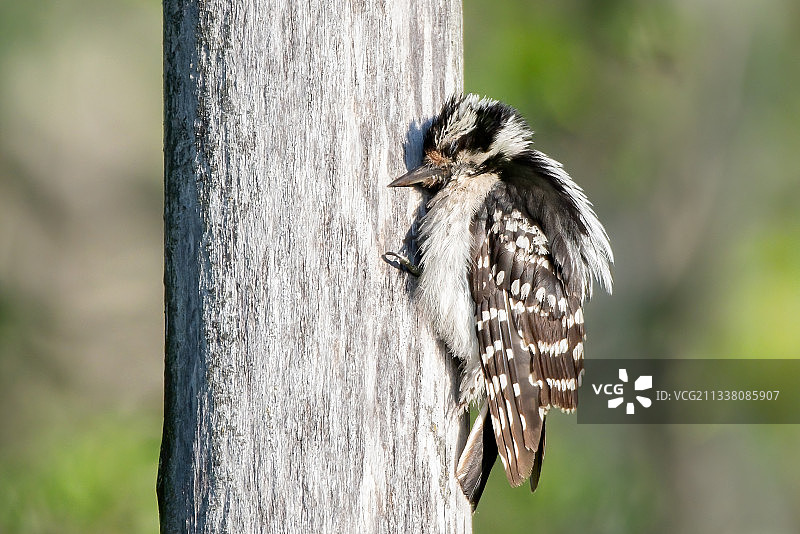 啄木鸟栖息在树上的特写图片素材