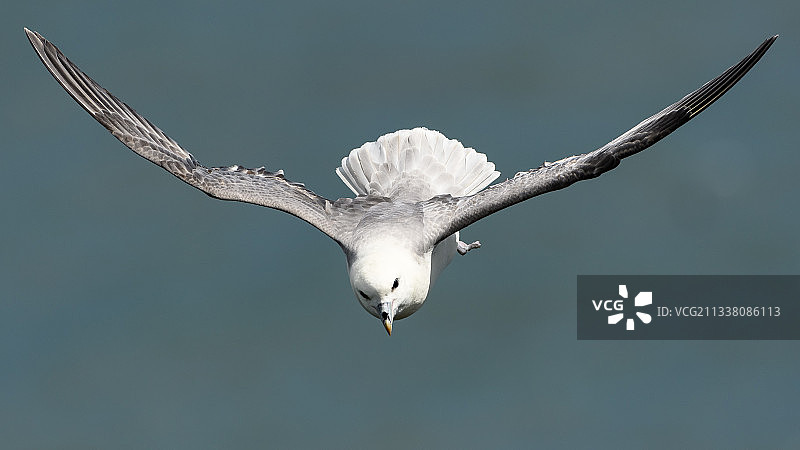 英国天空中飞翔的海鸥特写图片素材