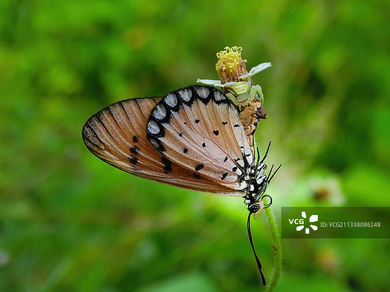 蝴蝶在花上授粉的特写图片素材