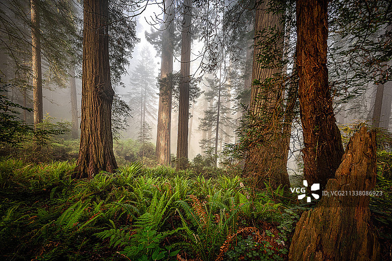 美国加利福尼亚州埃尔多拉多县森林中的树木图片素材
