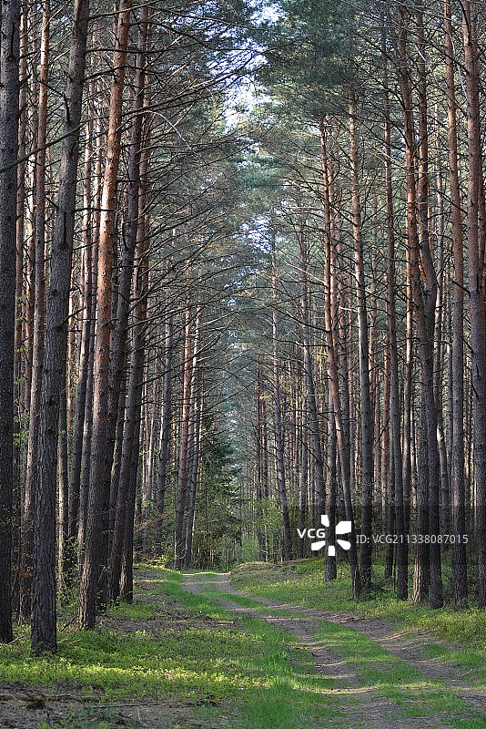 波兰的森林树木图片素材