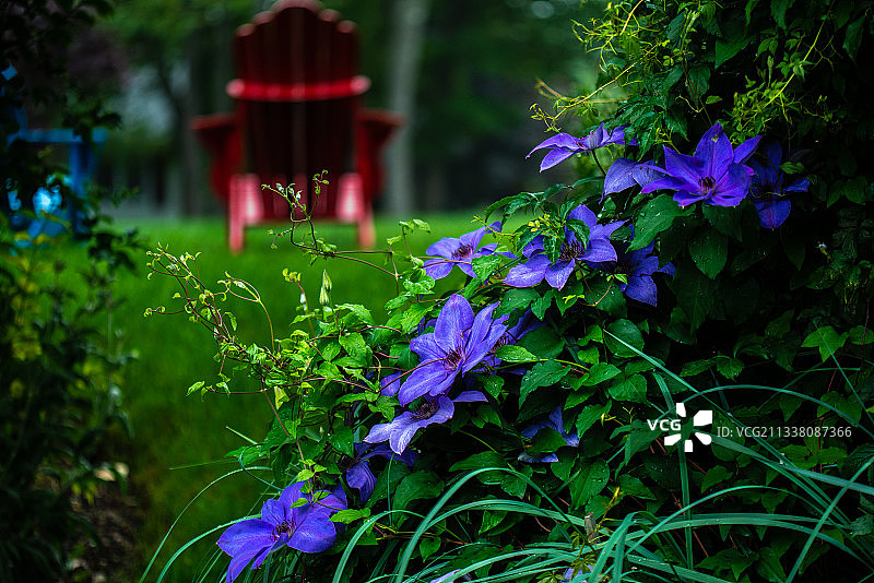加拿大新斯科舍省达特茅斯紫色植物特写图片素材