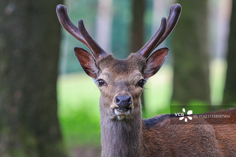 鹿的特写图片素材