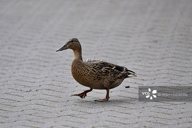 栖息在人行道上的鸭子特写图片素材
