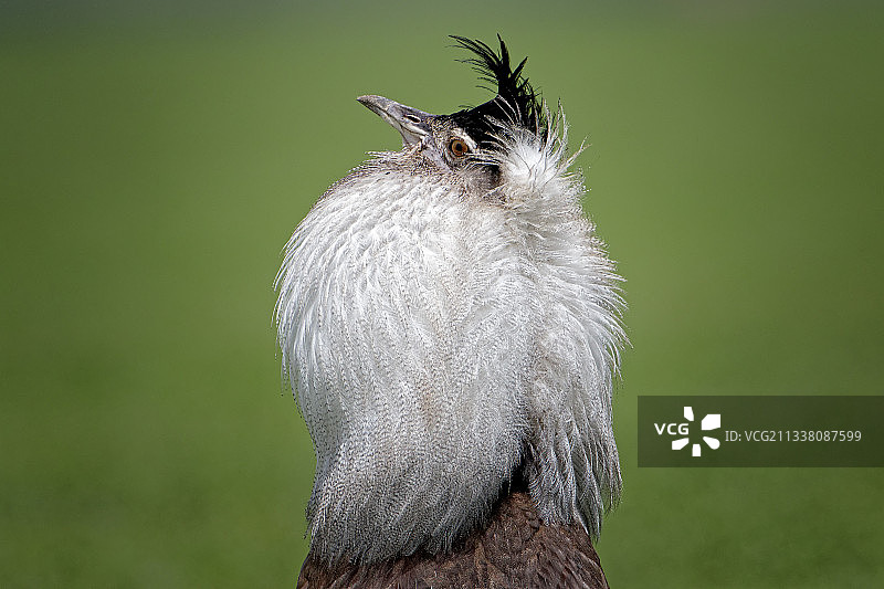 户外鸟类栖息特写图片素材