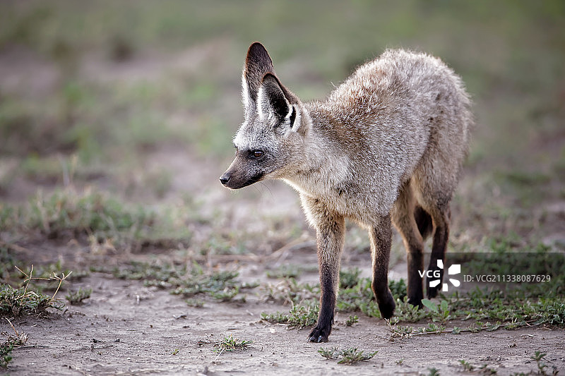 站立在陆地上的豺狼图片素材