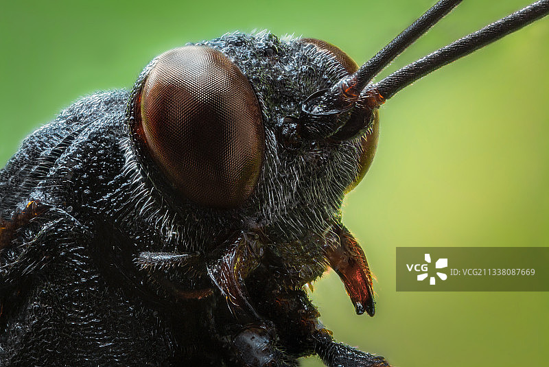 哈萨克斯坦树叶上昆虫的特写镜头图片素材