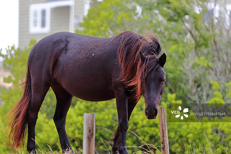 小马站在田野上的侧视图，美国北卡罗来纳州科罗拉图片素材