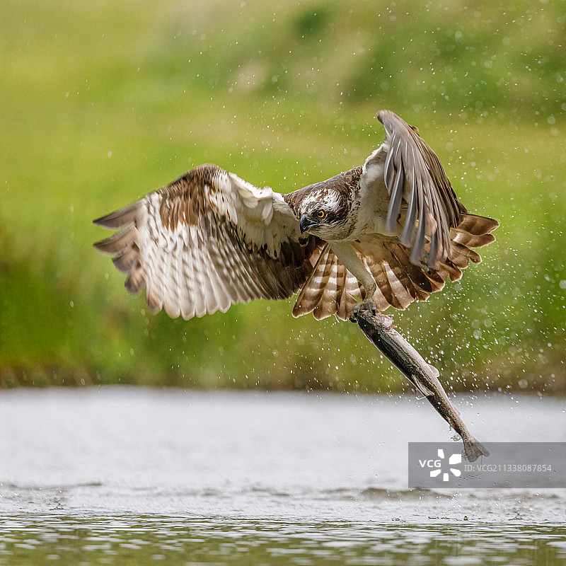 在英国湖面上飞行的鹗的特写图片素材