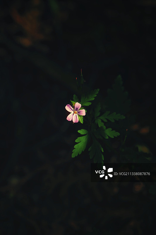 美国斯托宁顿的粉色植物特写图片素材