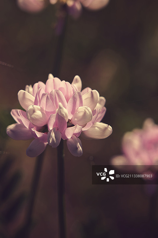 美国斯托宁顿的粉色植物特写图片素材