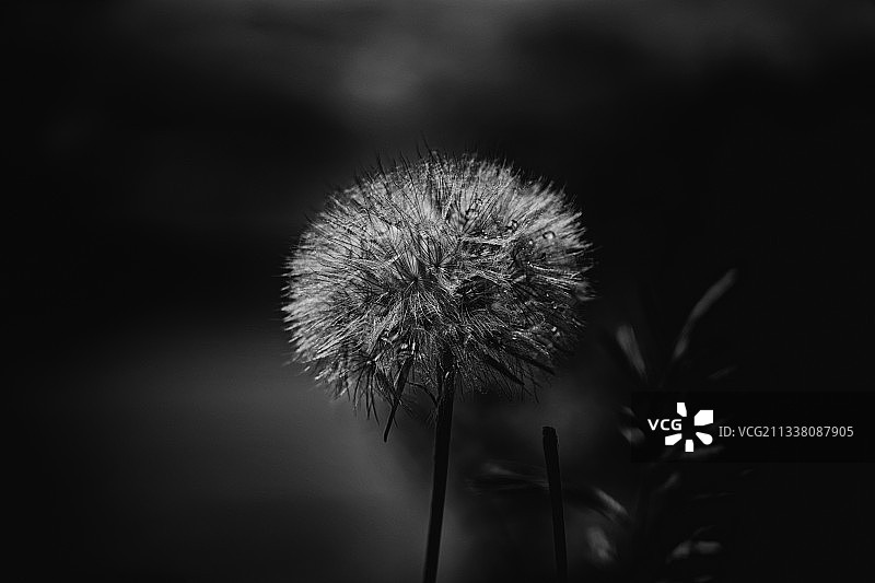 美国斯托宁顿虚化背景蒲公英特写图片素材
