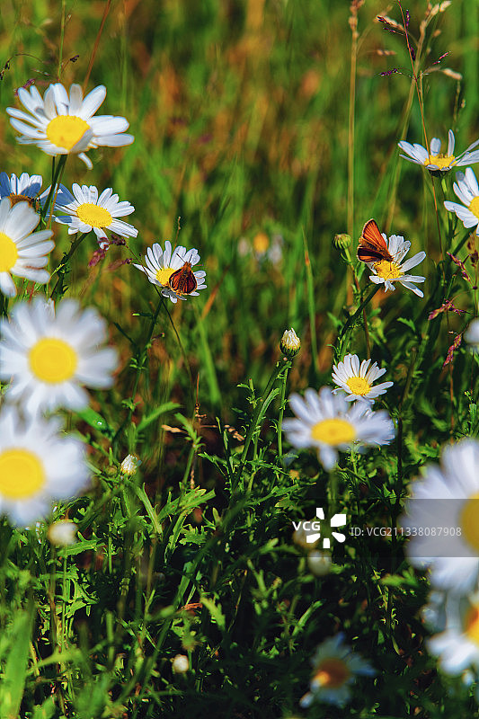 田野上的白色雏菊花朵特写，美国斯托宁顿图片素材