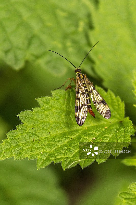 叶子上蝴蝶的特写，罗马尼亚穆列什河漫滩自然公园图片素材