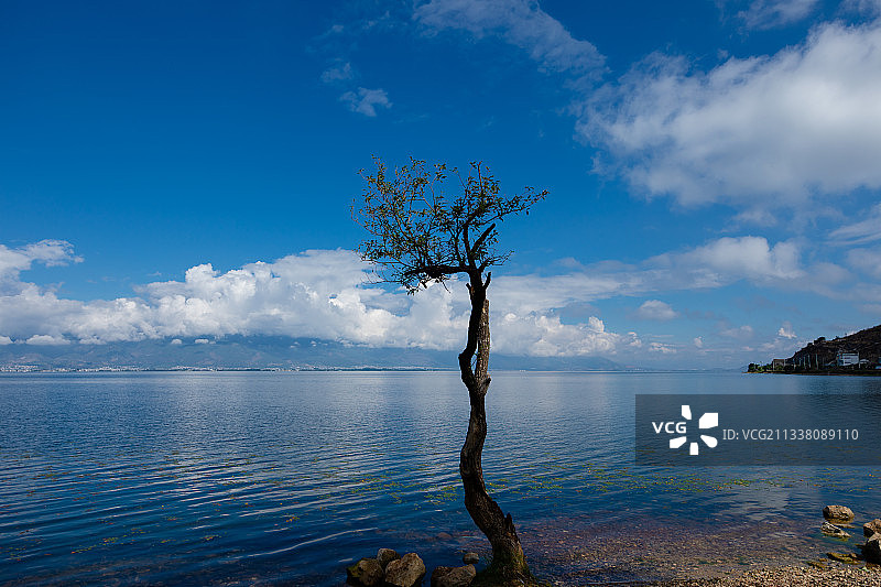 大理洱海的水中独树图片素材