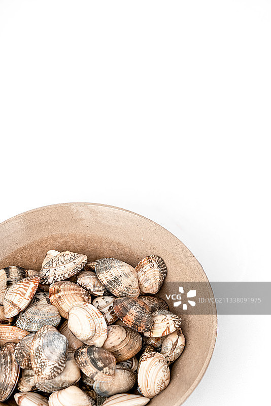 花甲贝壳图片素材