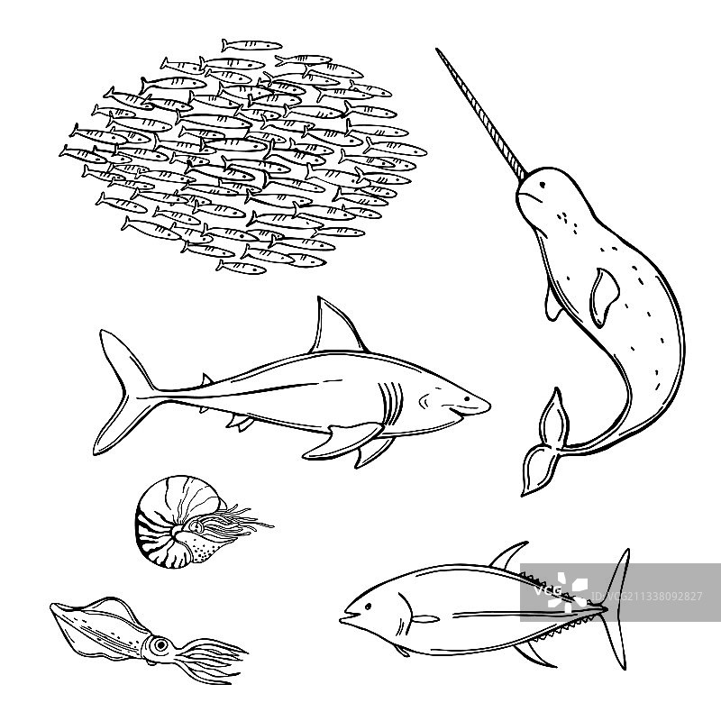 鱼类和野生海洋动物集合图片素材