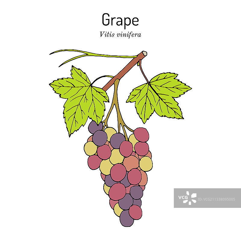 带叶子的葡萄藤蔓图片素材