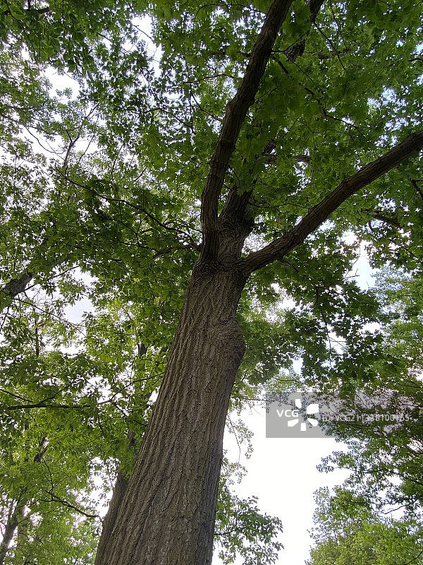 加拿大斯托尼克里克的树木仰视图片素材