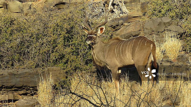 南非卡鲁国家公园犀牛侧视图图片素材