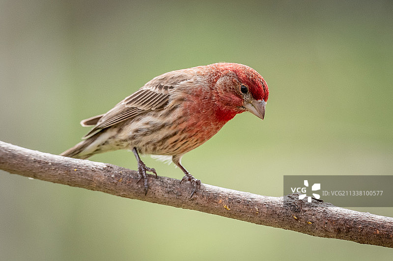近距离观察栖息在树枝上的鸣鸟图片素材