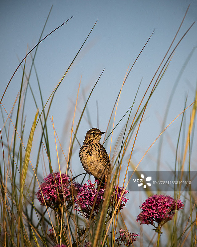 特写：鸣禽栖息于花朵上，爱尔兰布尔岛图片素材