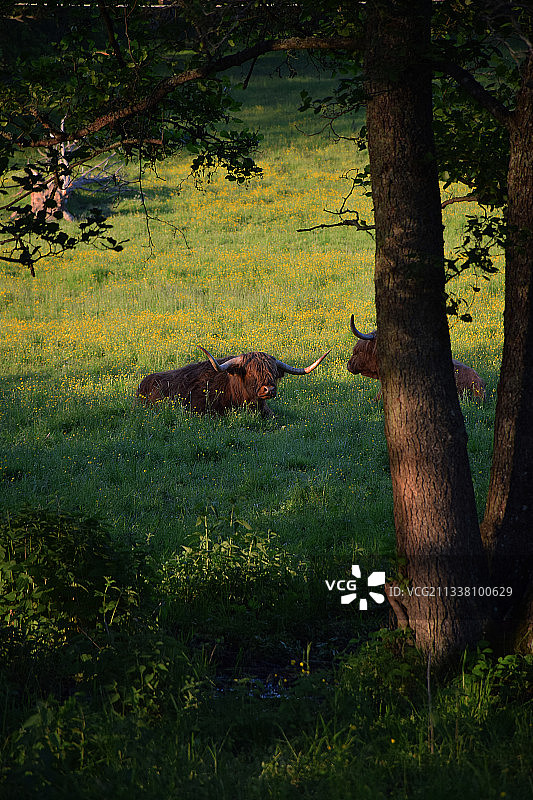 树木在森林图片素材